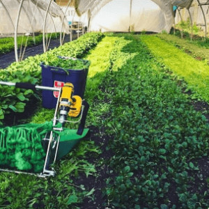 Greens Harvesters