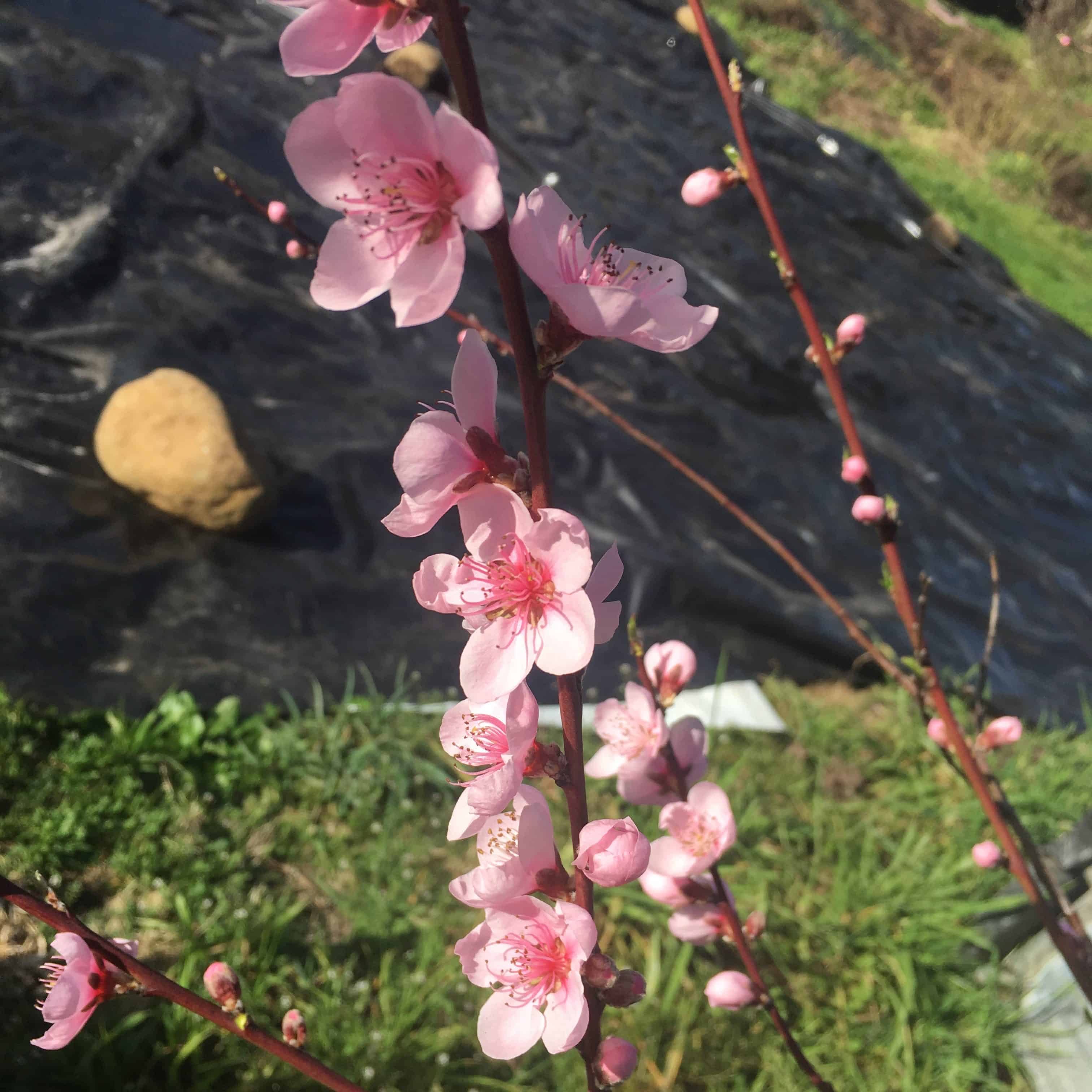 Silage Tarp 50m Roll | 12m, 15m, 18m Dia.