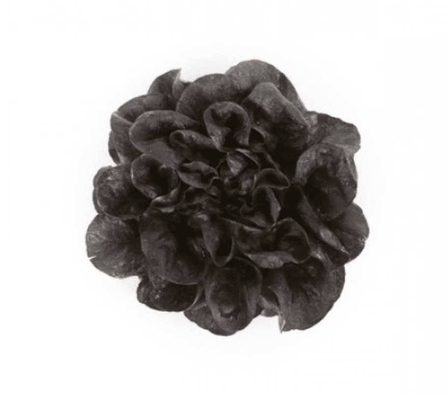 davinci-rz-primed-multi-leaf-red-butterhead-seed