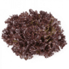 yves-rz-primed-red-oakleaf-seed