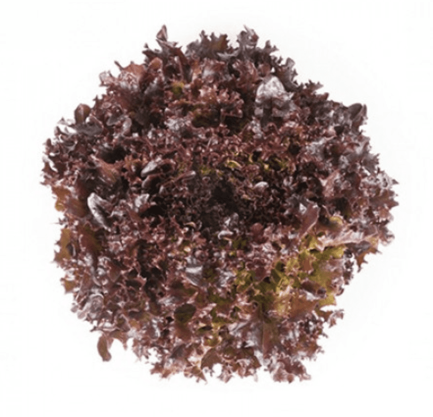 yves-rz-primed-red-oakleaf-seed