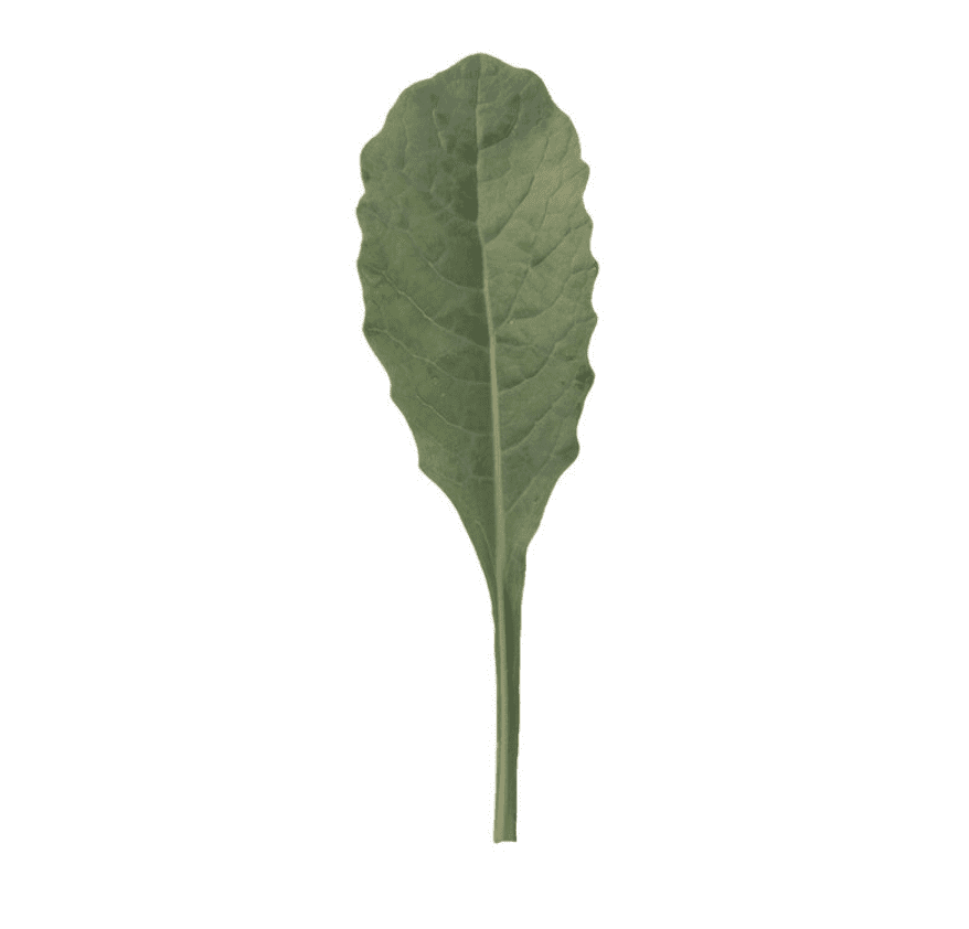 Toscano | Baby Leaf Kale Seed