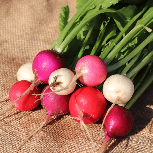 easter-egg-radish-seed