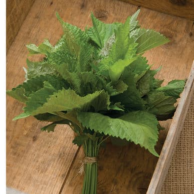 green-shiso-herb-seed