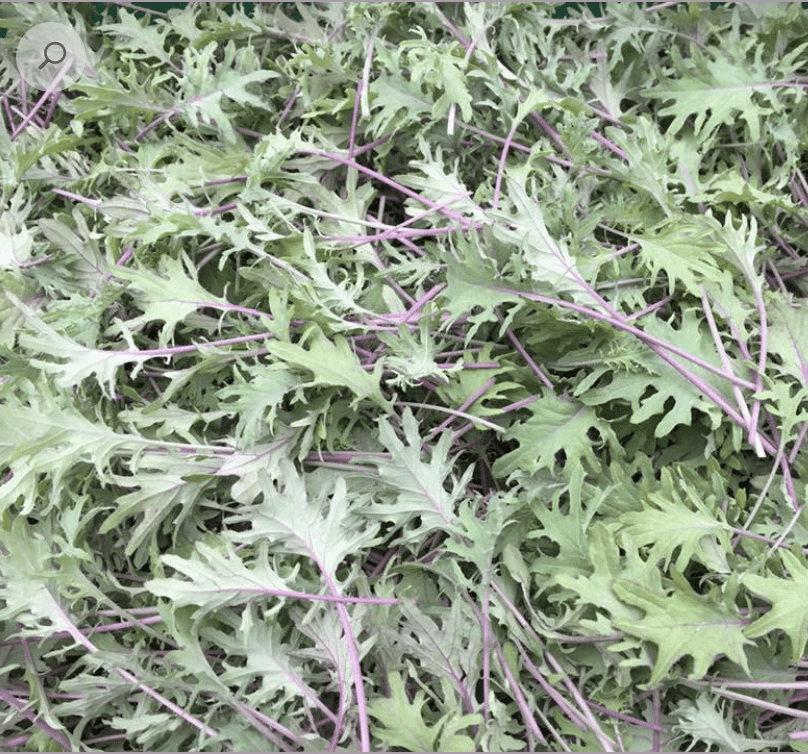 red-russian-kale-seed
