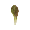 rouge-dhiver-organic-cos-lettuce-seed