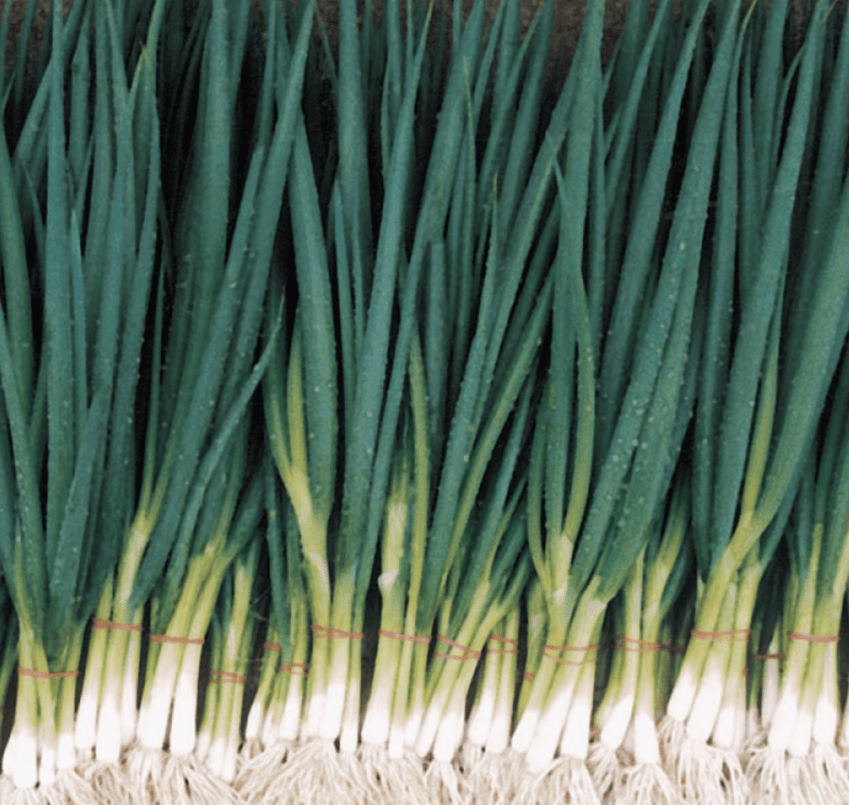 paragon-straight-leaf-spring-onion-seed