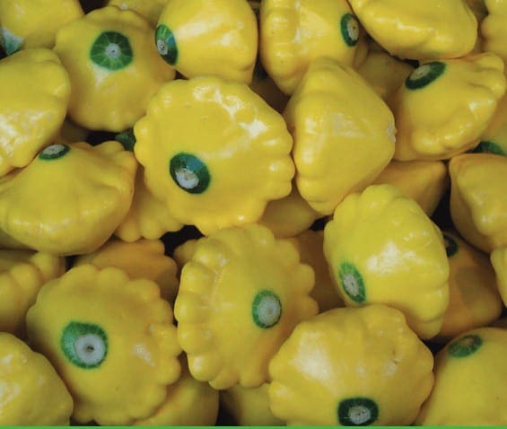 Golden | F1 Button Squash Seed