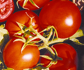 rebel-f1-determinate-field-tomato-seed