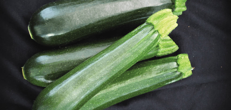 Apollonia | F1 Zucchini seed