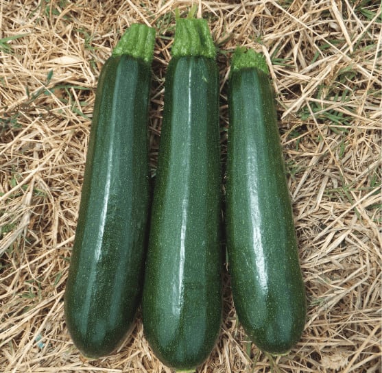 Desert | F1 Zucchini seed