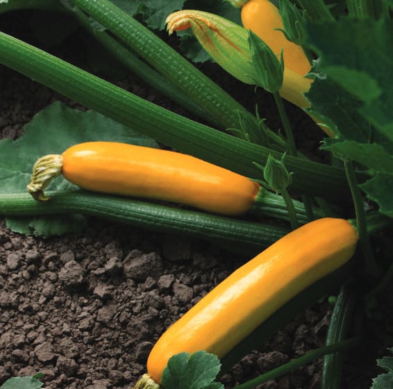 Goldy | F1 Yellow Zucchini seed