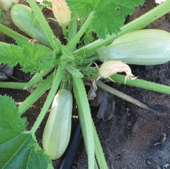 Columbia | F1 Lebanese Zucchini seed