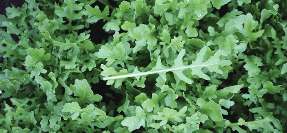 bulwinkle-speedy-winter-rocket-seed