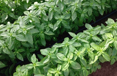 eleonora-organic-basil-seed