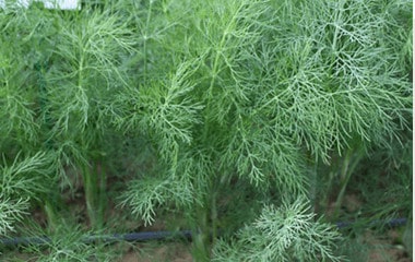 goldkrone-dill-seed