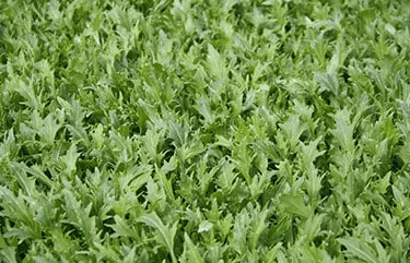 mizuna-asian-green-seed