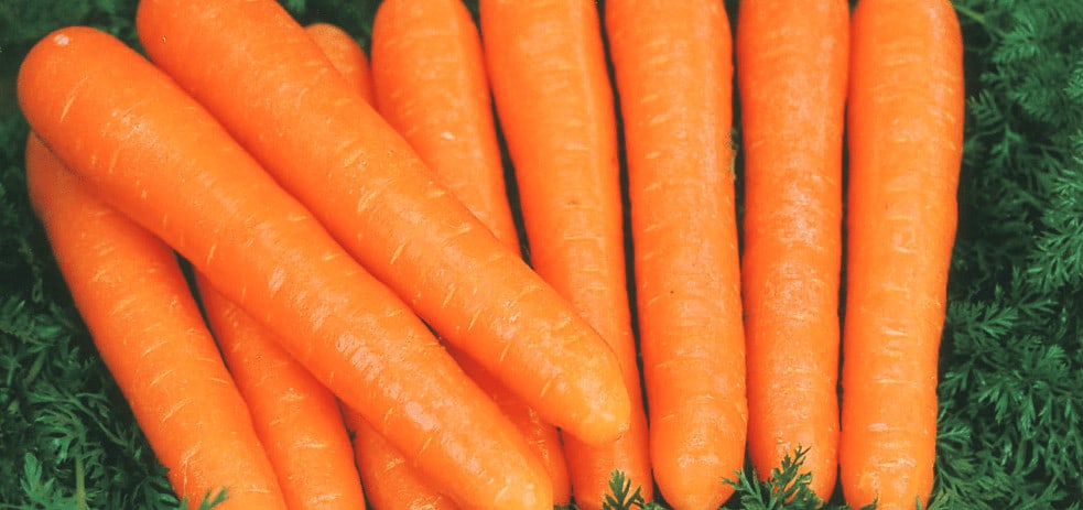 stefano-f1-nantes-precision-carrot-seed