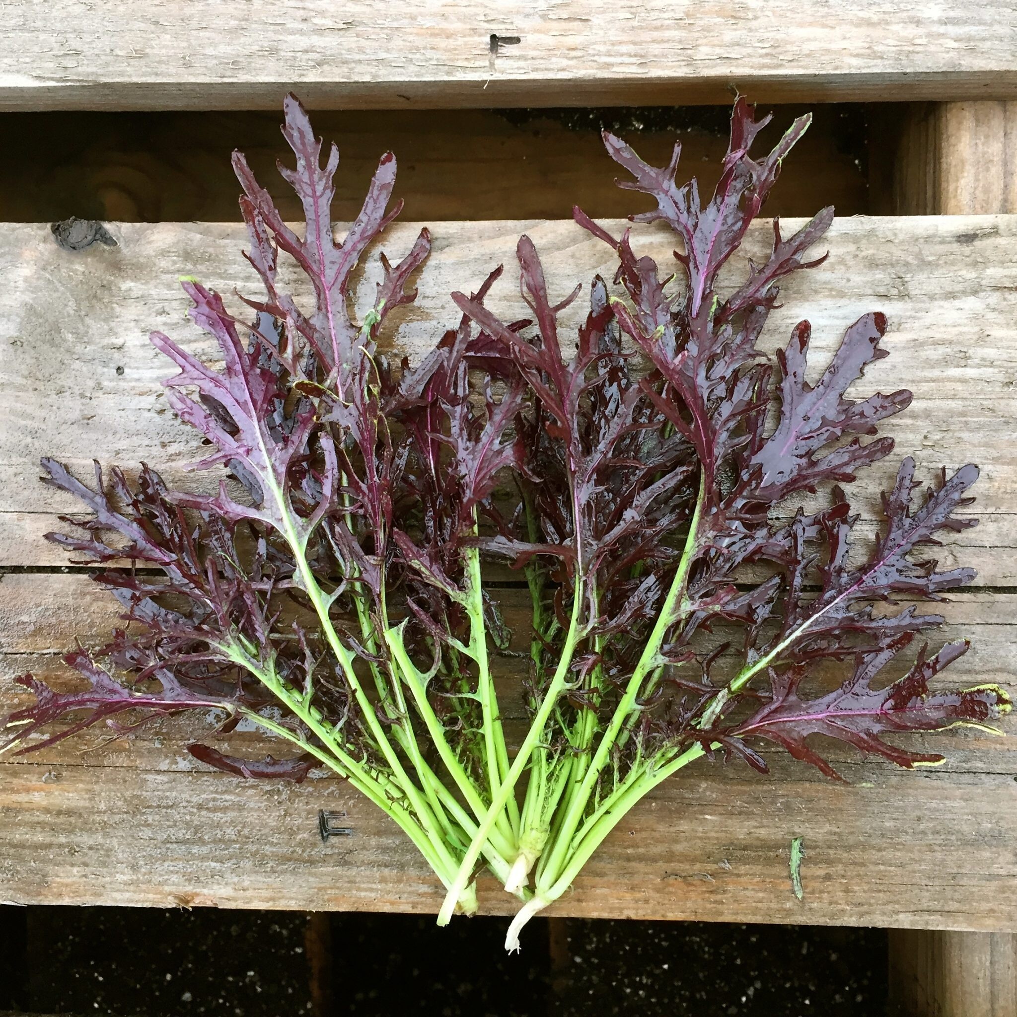 Ruby Streaks | Mustard Seed — Active Vista