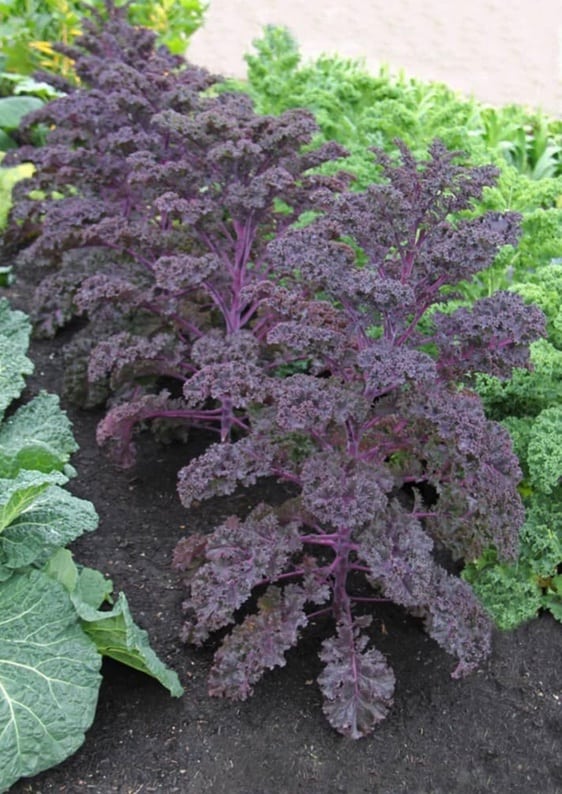 Scarlet Red Curly Kale Seed