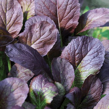 Garnet Giant | Mustard Green Seed