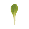 jericho-organic-cos-lettuce-seed