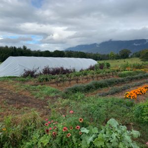 Greenhouse & Crop Covers