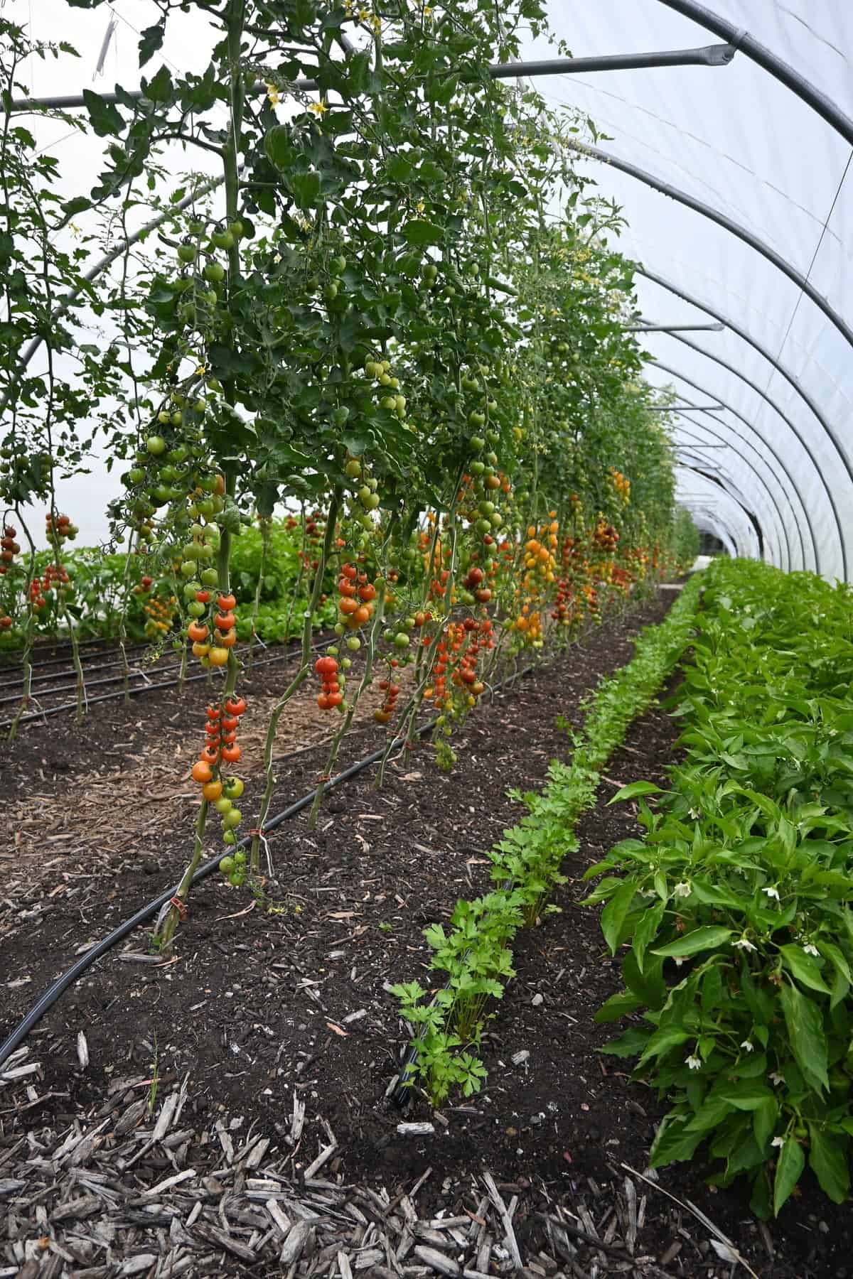 Cocoon Pro15 | Complete High Tunnel