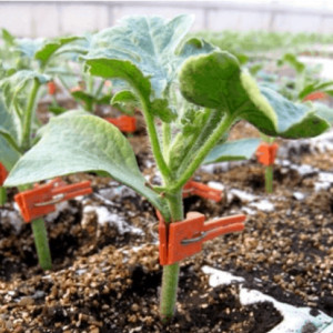 Seed Starting Supplies