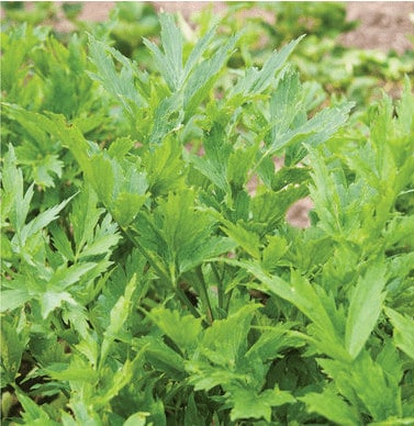 analiese-organic-lovage-culinary-herb-seed