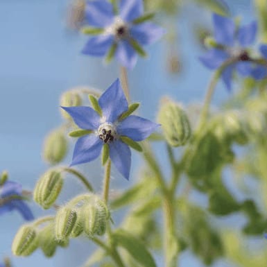 borage-microgreen-seed