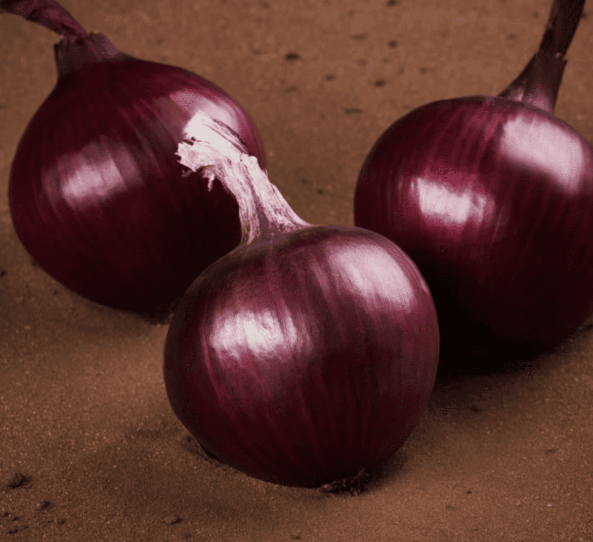 Early Red | F1 Onion seed