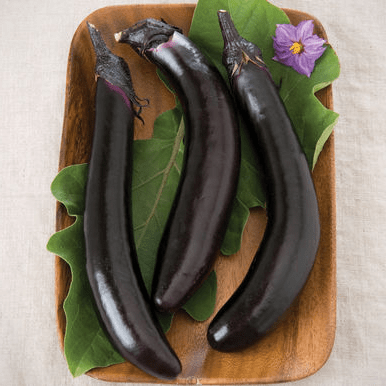 Orient Express | F1 Eggplant seed