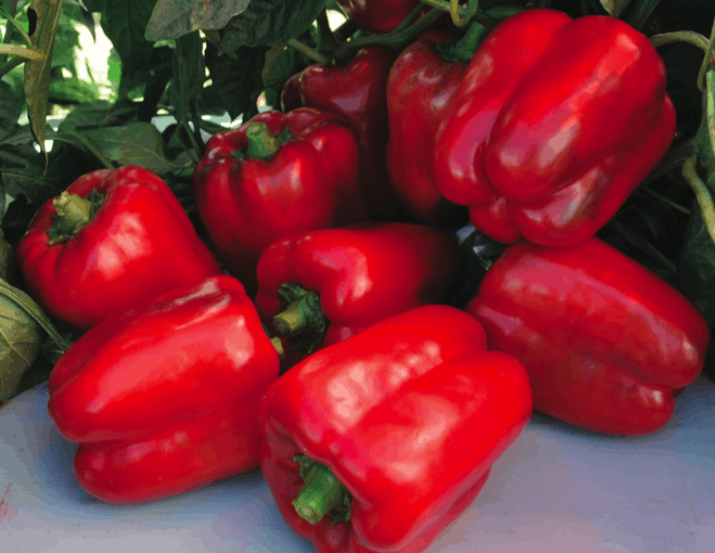 harley-f1-field-capsicum-seed