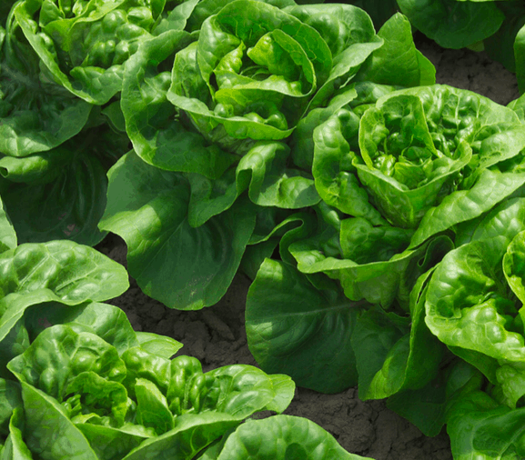 astorga-rz-primed-gem-lettuce-seed