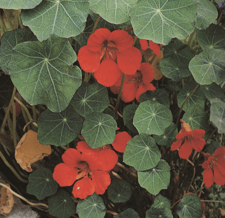 empress-of-india-nasturtium-seed