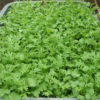 mustard-green-microgreen-seed