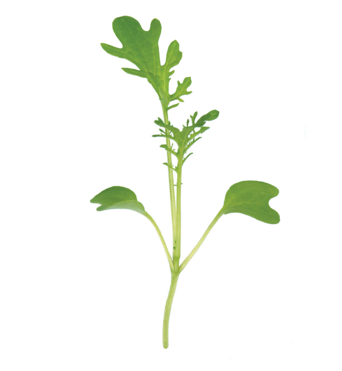 mustard-green-microgreen-seed