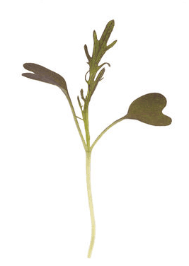 red-mizuna-mustard-microgreen-seed