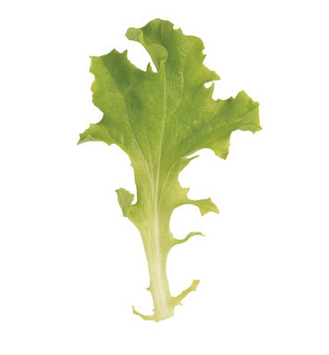 tango-oakleaf-lettuce-seed