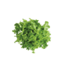 tango-oakleaf-lettuce-seed