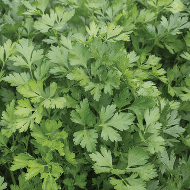 peione-flatleaf-parsley-seed