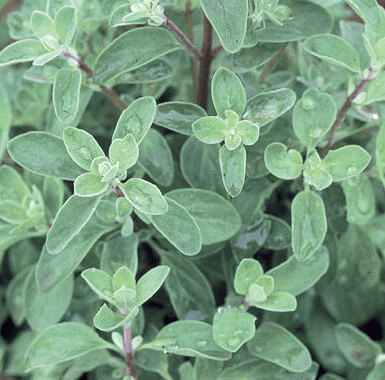 sweet-marjoram-organic-herb-seed