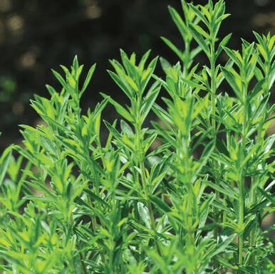 winter-savory-herb-seed