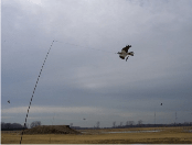 Chemical Free Pest Management