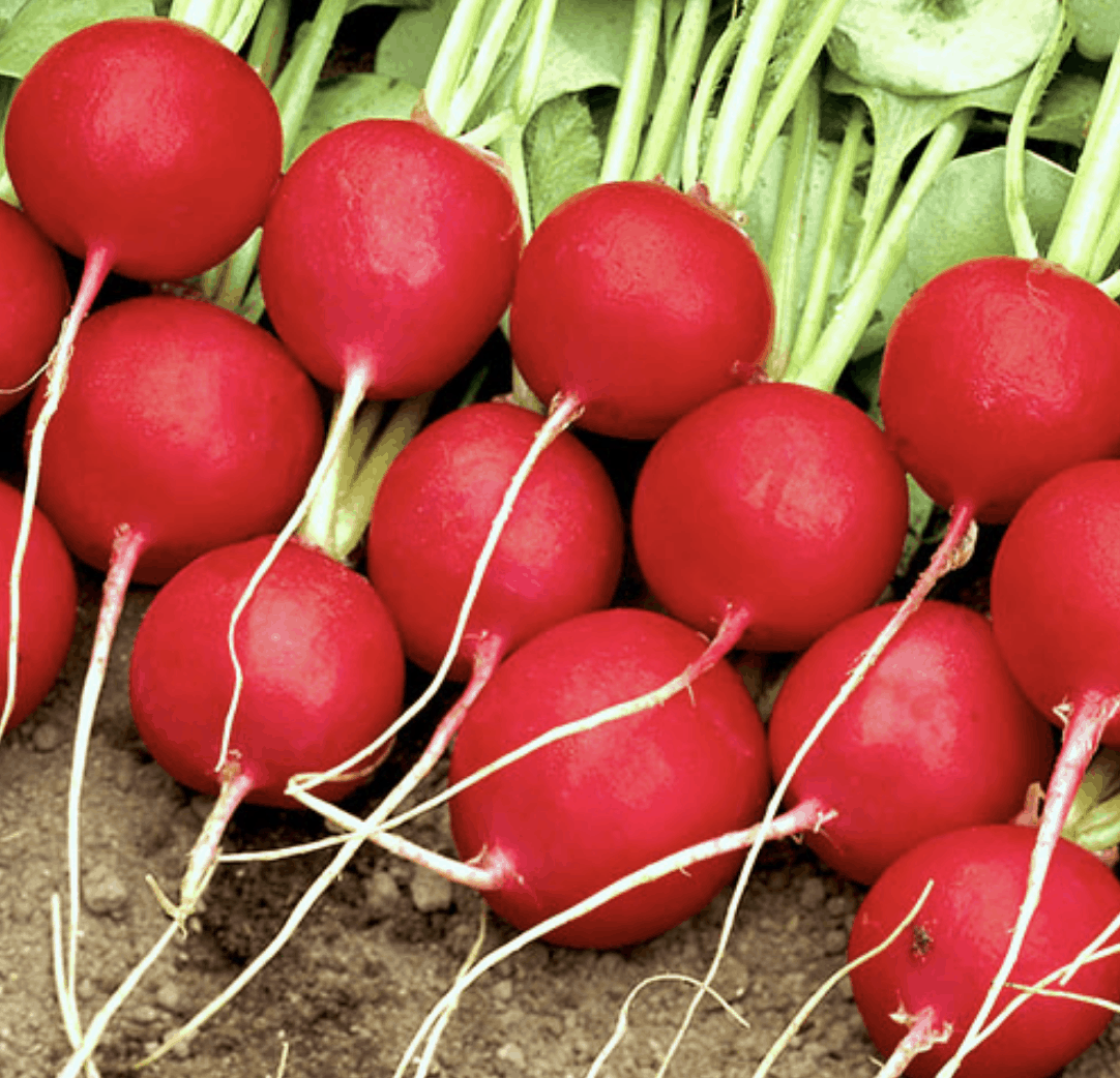 celesta-f1-radish-seed