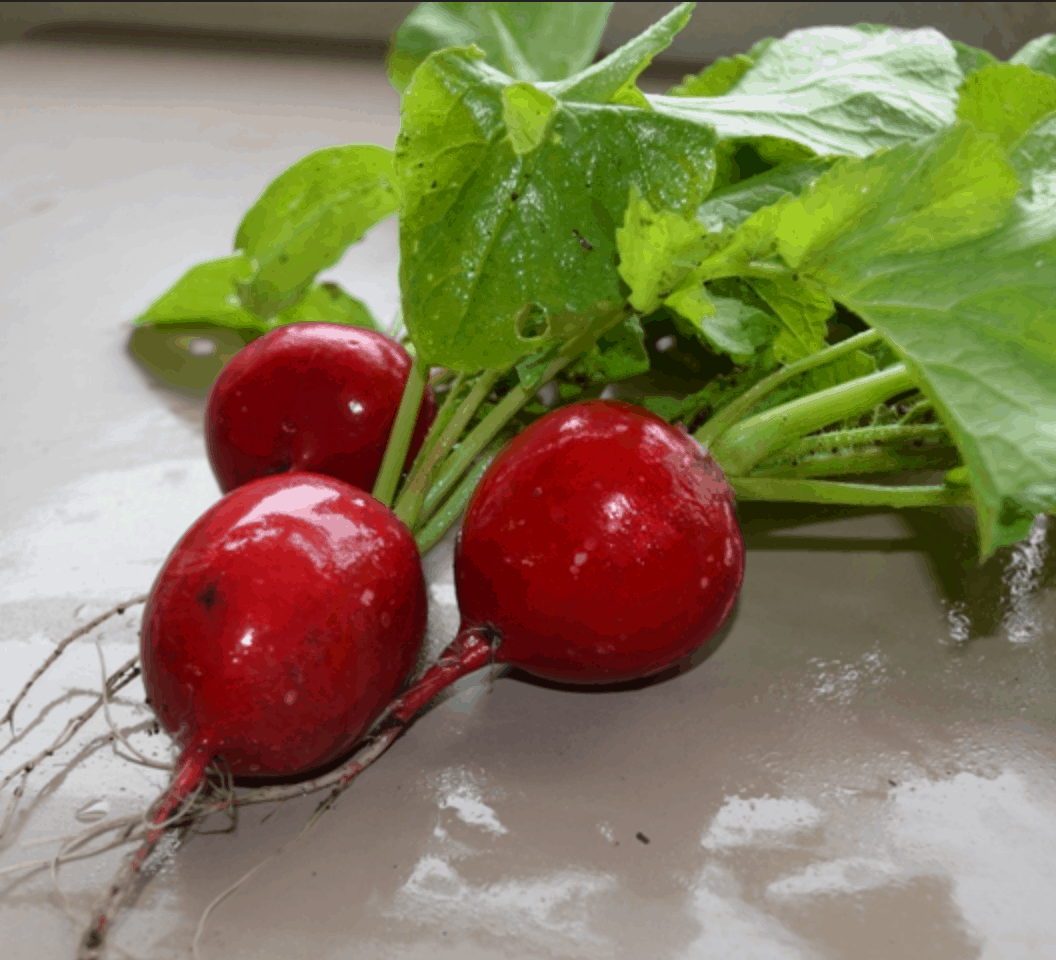 rudolph-f1-radish-seed