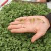broccoli-microgreen-seed