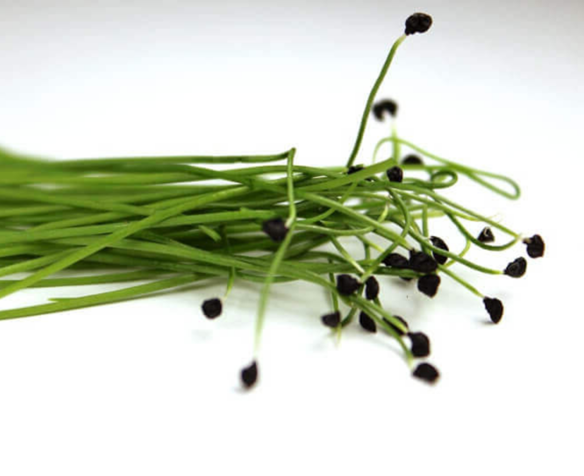 garlic-chives-microgreen-seed
