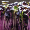 Radish Sango | Microgreen Seed
